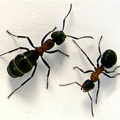 Ants