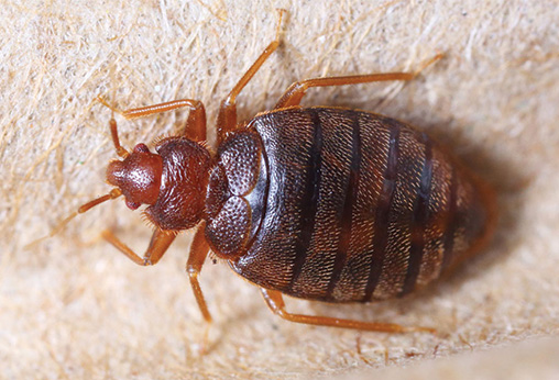 Pest - Bed Bugs