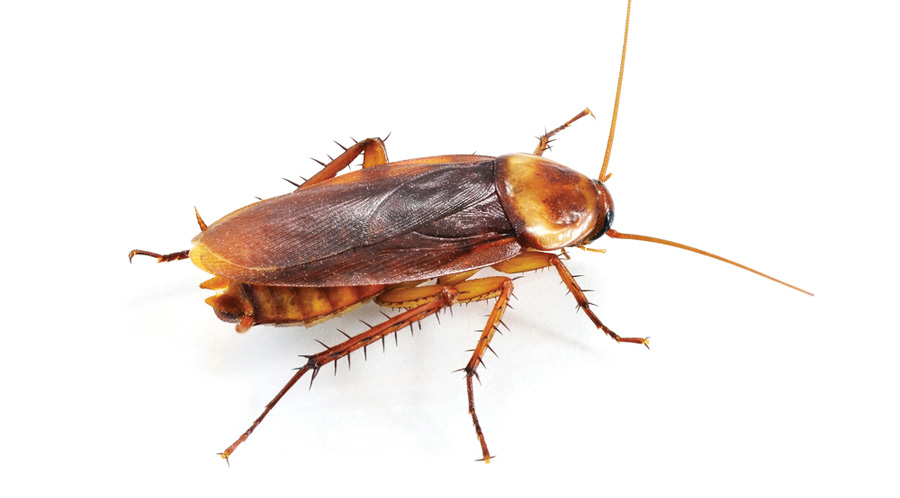 Pest - American Cockroach
