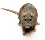 Pest - Rats